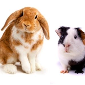 Meet your Posher, Jasmin